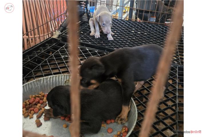 Doberman pup macho Puerto Rico