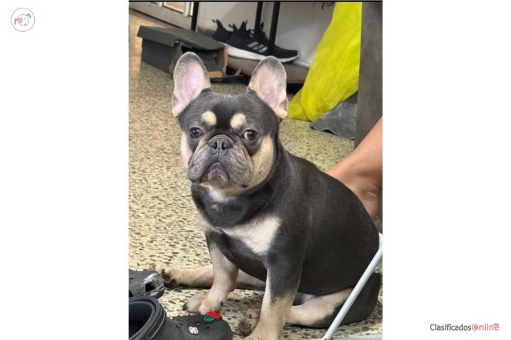 French Bulldog de 2 años con accesorios Puerto Rico