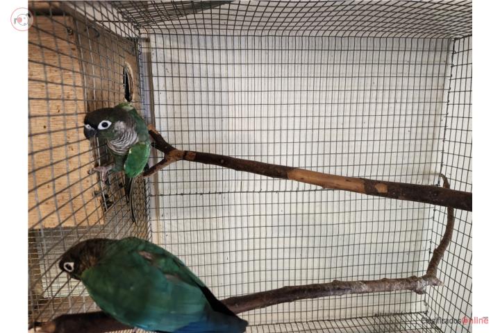 Pareja de Green cheek Puerto Rico