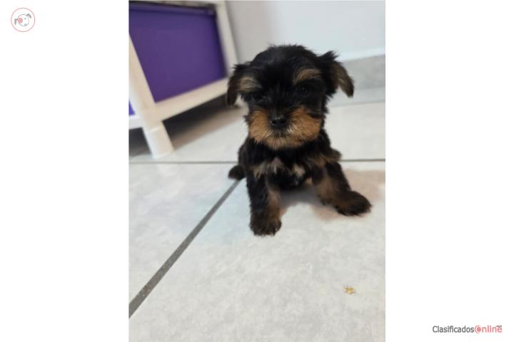 Yorkies Puerto Rico