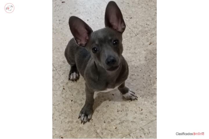 Pequeño chihuahua blue  Puerto Rico