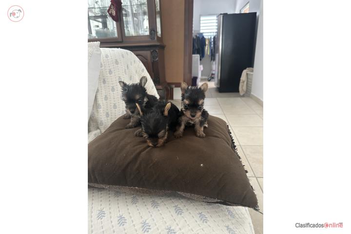 Yorkies  Puerto Rico