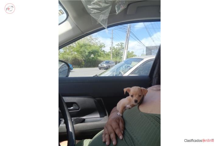 Chihuahua Miniatura  Puerto Rico