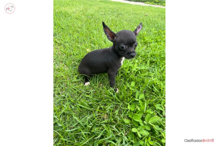 Chihuahua nena Puerto Rico