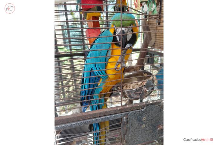 Una pareja de Guacamayos Puerto Rico
