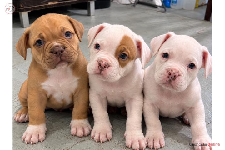 HERMOSAS CACHORRITAS PITBULL EN VENTA Puerto Rico