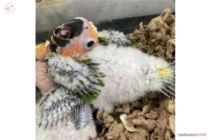 Hermoso bebe Sun Conure  Puerto Rico