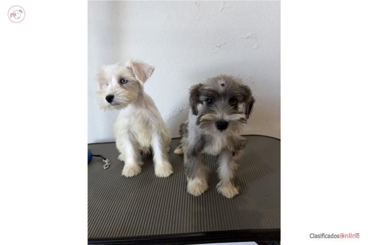 Mini Schnauzer  Puerto Rico