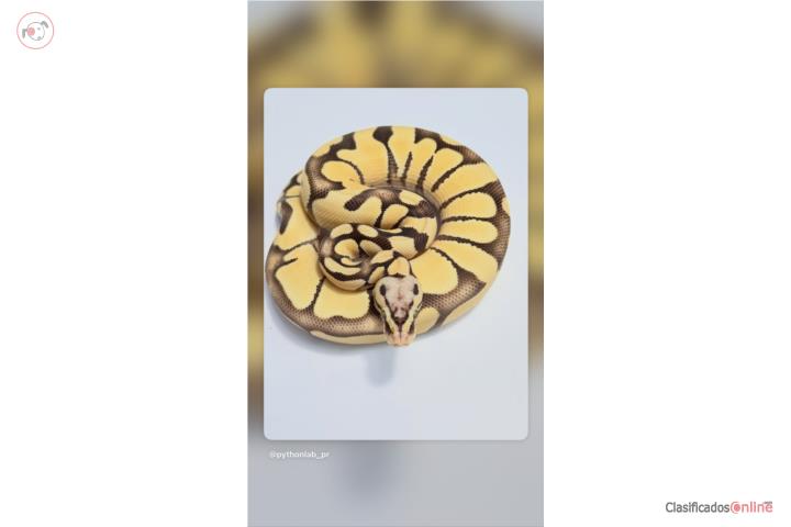 Desert Ghost Enchi Pastel Chocolate Puerto Rico