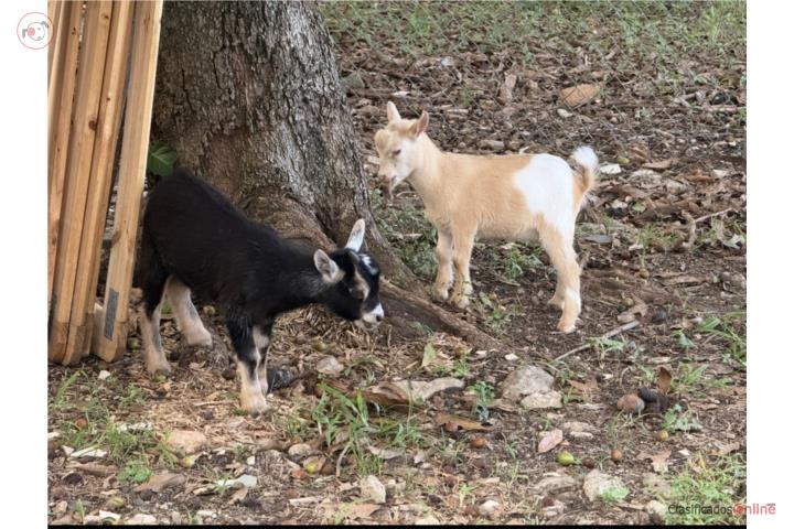 Pareja de cabritos enanos Puerto Rico
