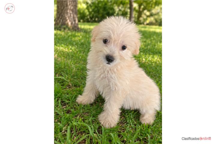 Venta de Maltipoo nene Puerto Rico