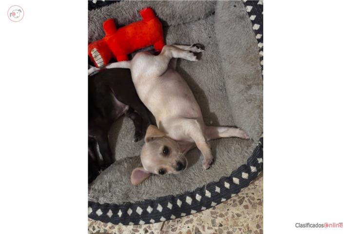 Se vende chihuahua Puerto Rico