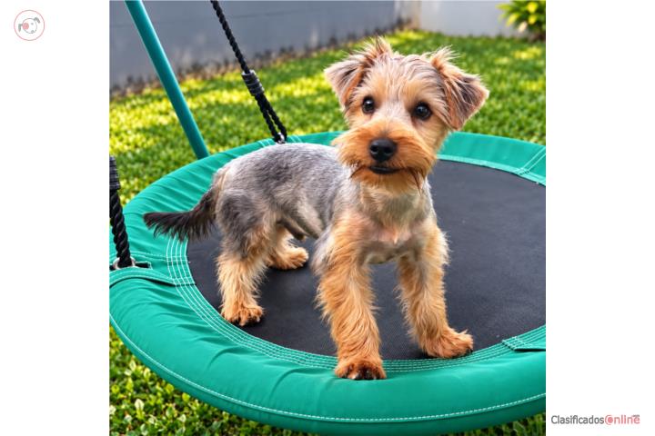 Yorkie 5meses macho  Puerto Rico