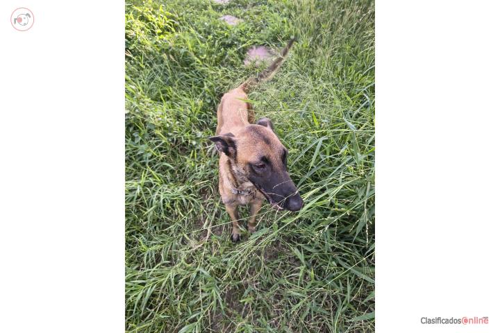 Pastor Belga Malinois  Puerto Rico