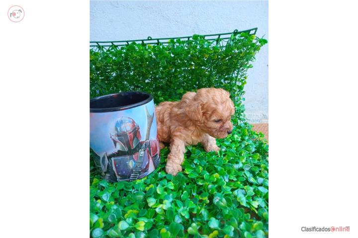 Poodle tea cup  Puerto Rico