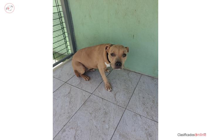 Se vende pitbull de 5 meses Puerto Rico