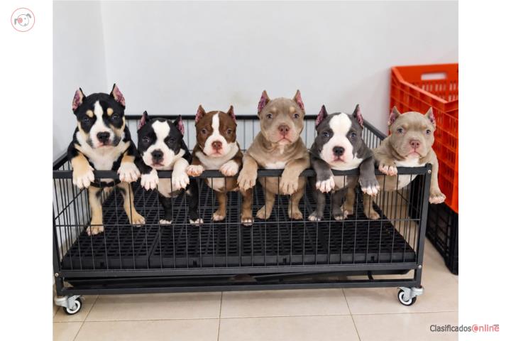 Se venden pitbulls Puerto Rico