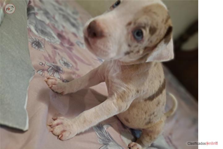 Pit hembra merle Puerto Rico