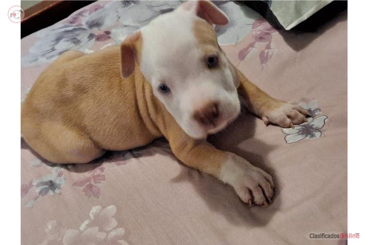 Pit macho Puerto Rico