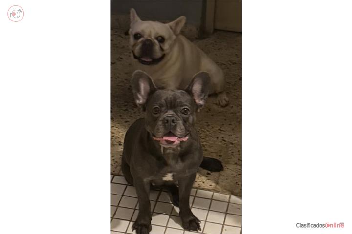 Perrita bulldog francés su bebés noviembre  Puerto Rico