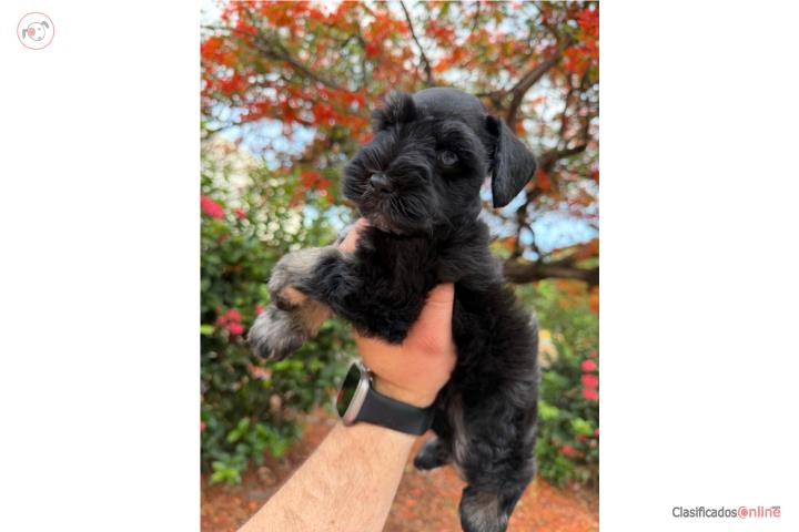 Schnauzer Mini  Puerto Rico