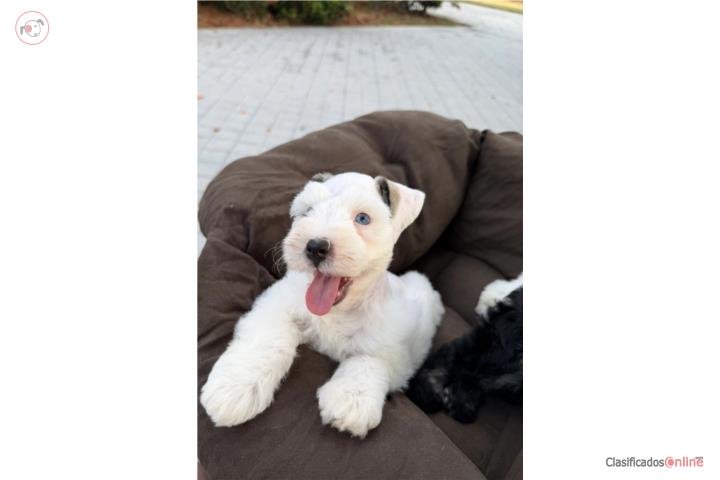 Hermoso Schnauzer Mini Puerto Rico