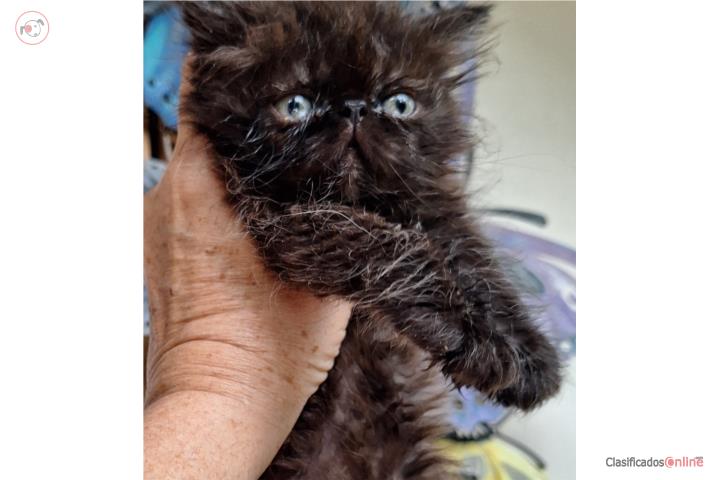 Gatos Persas Chatos y Extremos Puerto Rico