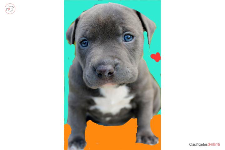 Hermoso Pitbull Puppy  Puerto Rico