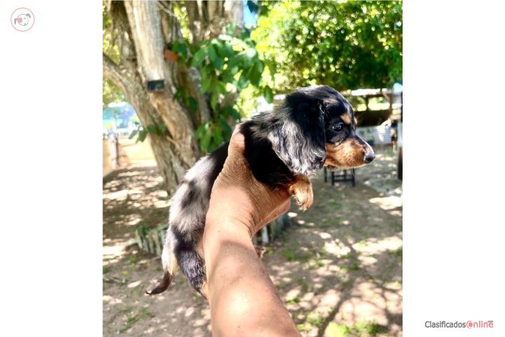 SALCHICHA MINI DE PELO LARGO Puerto Rico