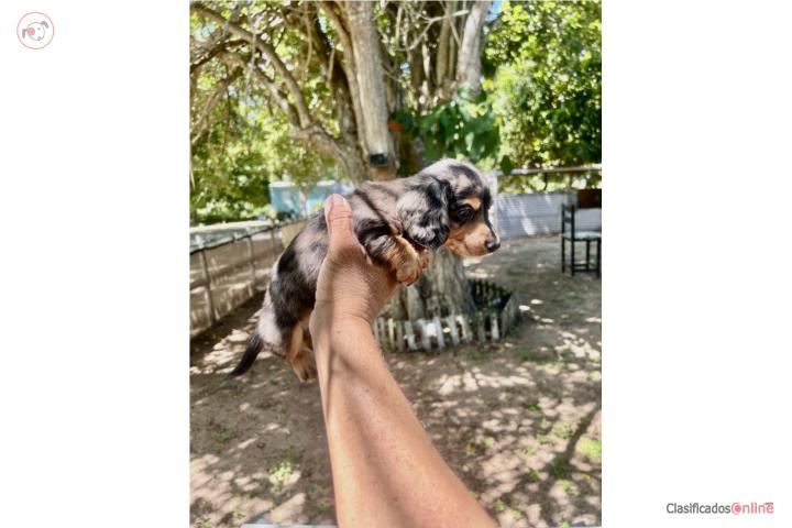 SALCHICHA MINI DE PELO LARGO Puerto Rico