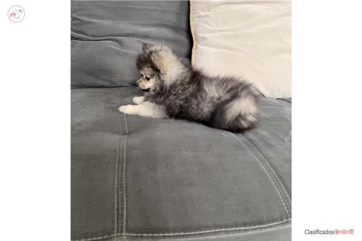 Pomeranian certificados  Puerto Rico