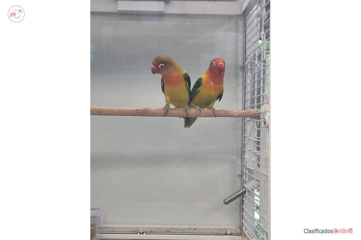Lovebirds Puerto Rico