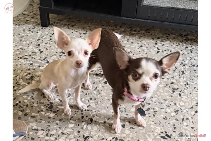 Chihuahua de 10 meses Puerto Rico