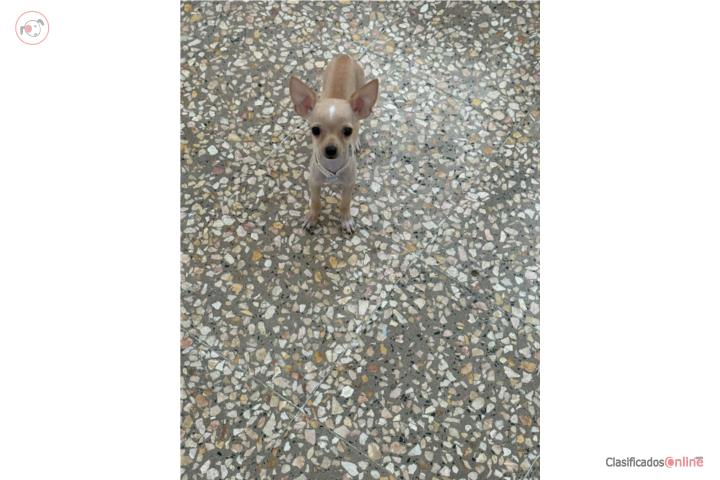 Hembra 4 m 350 Chihuahua  Puerto Rico