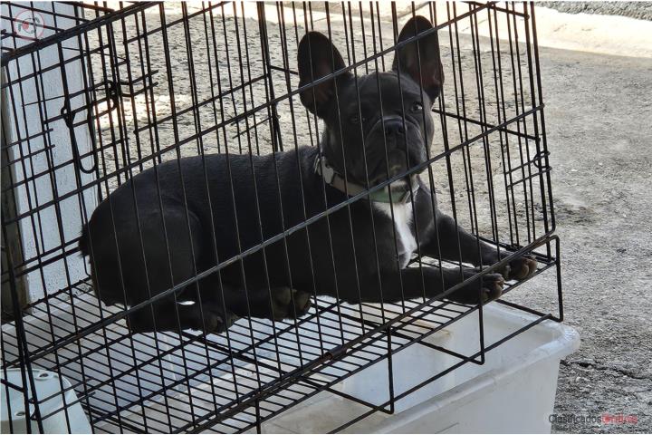 3 French Bulldog  Puerto Rico