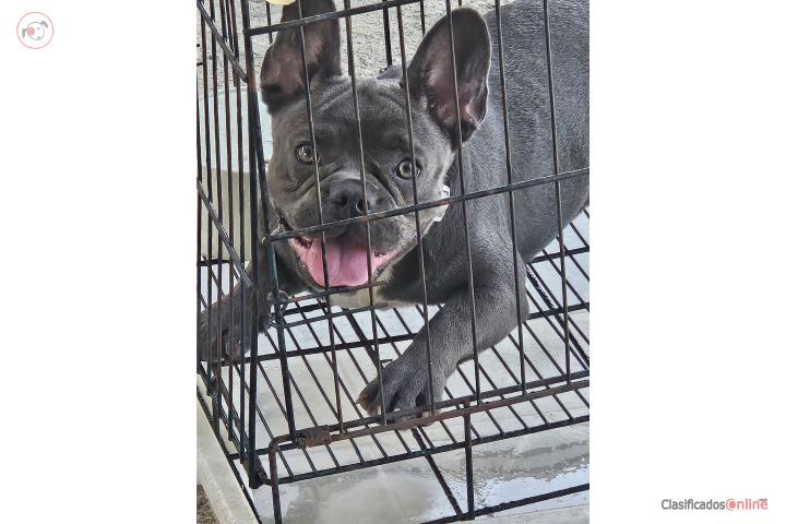 3 French Bulldog  Puerto Rico