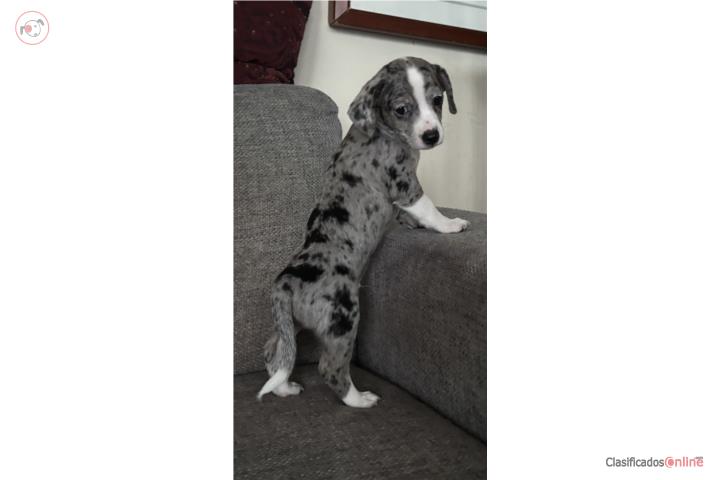 Chihuahua 400$ precioso perrito no miniatura  Puerto Rico