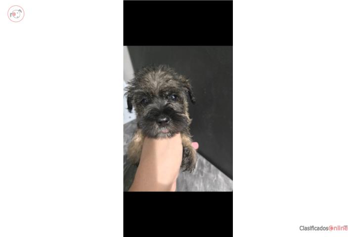 Schnauzer  Puerto Rico