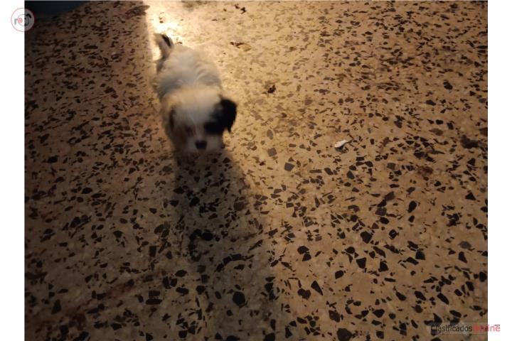 Shihtzu hembra de 2 meses Puerto Rico
