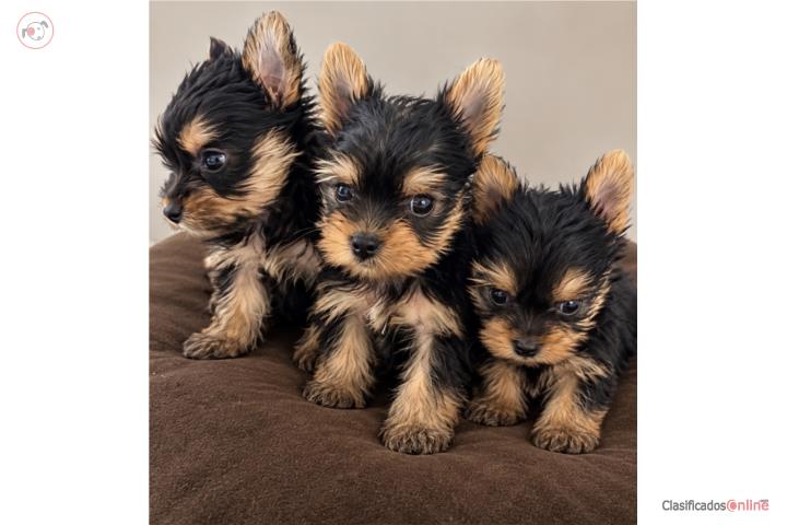 Yorkies Terrier Puerto Rico