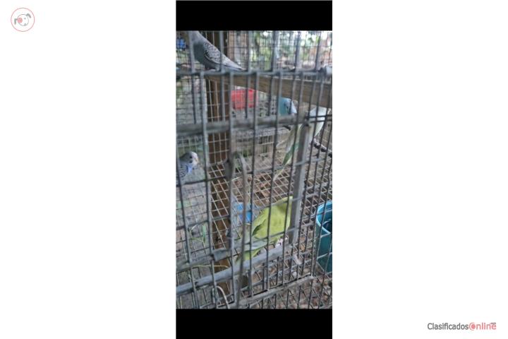 Lote de periquitos $50 Puerto Rico