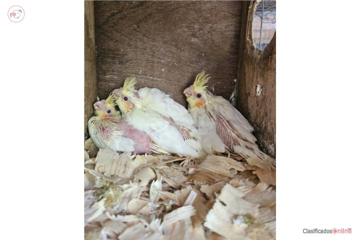 Cockatieles amarillo $50 Puerto Rico