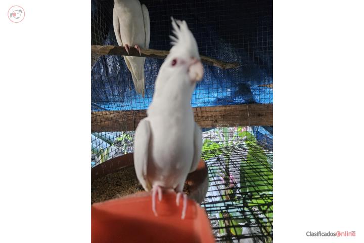 Cockatiel albino $65 Puerto Rico