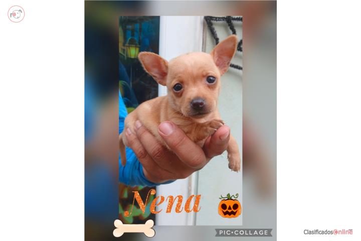 Chuhuahua nena Puerto Rico