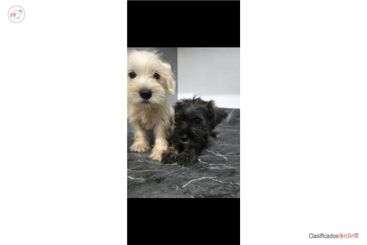 Schnauzer  Puerto Rico