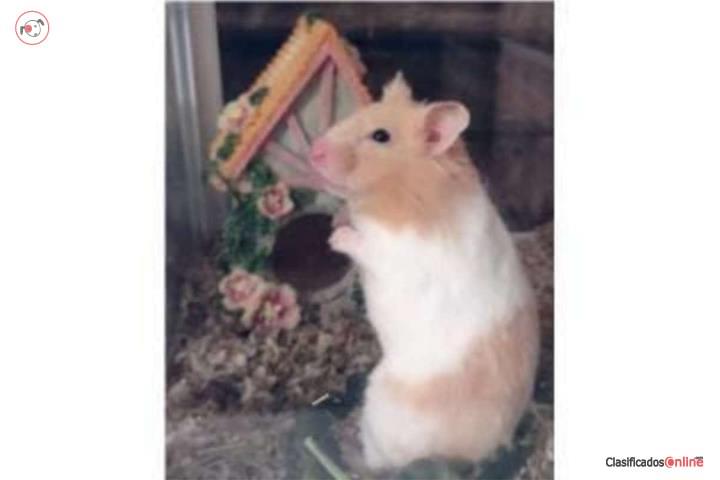 Hamster Puerto Rico