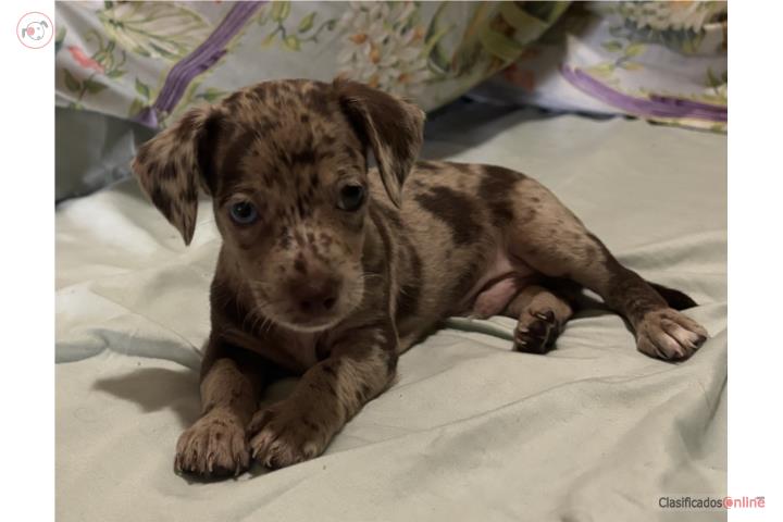 Chihuahua 500$ precioso color Merle Puerto Rico