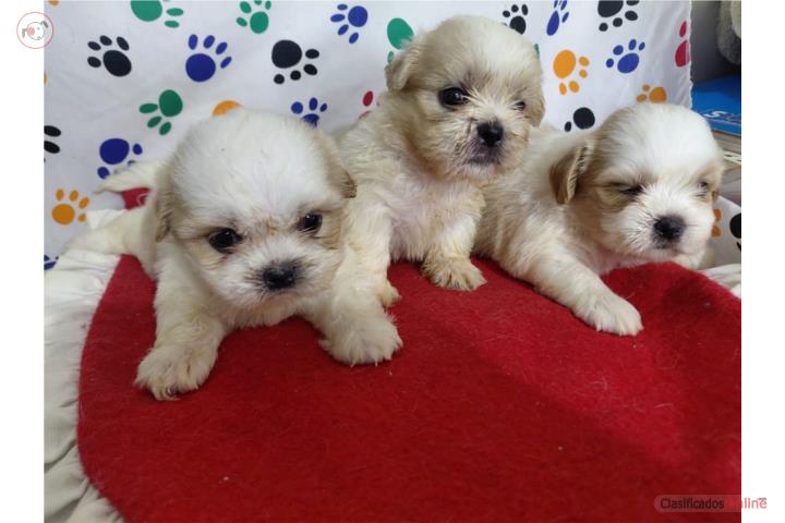Shih Tzu Machito y Hembritas  Puerto Rico
