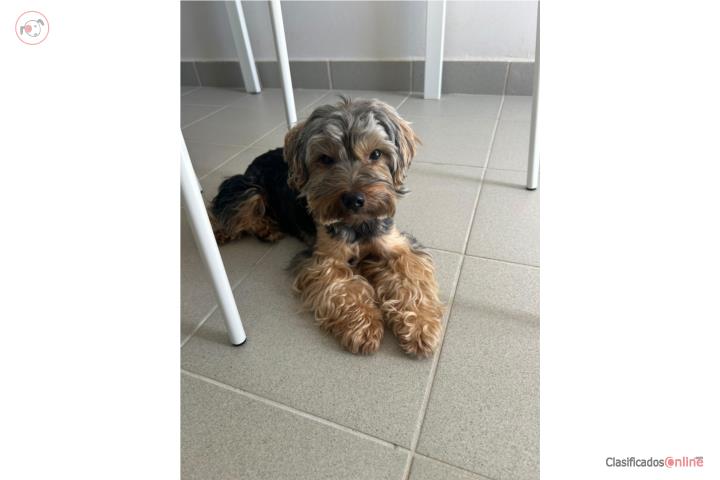 ?? Se Busca un Nuevo Hogar para Roy, Yorki ?? Puerto Rico