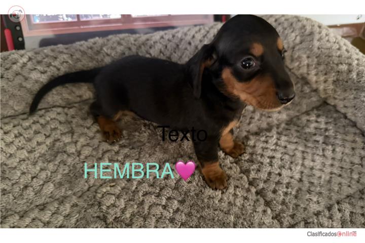 Salchicha hembra mini $600 Puerto Rico